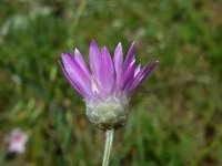 Xeranthemum squarrosum 2, Saxifraga-Ed Stikvoort